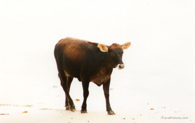 Viti Levu cow